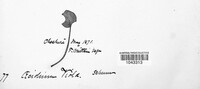 Puccinia violae image